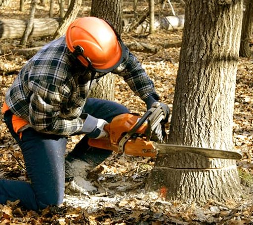 Tree Removal in Raywood, TX